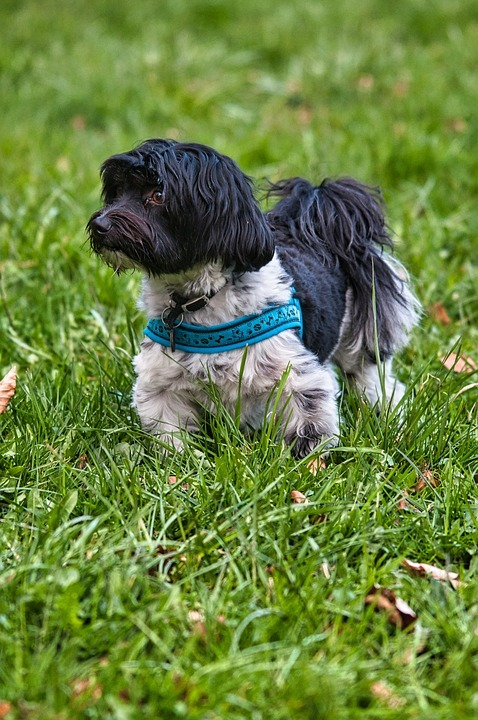 Black and white Havanese